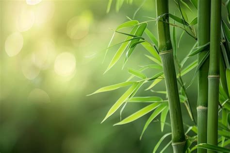 A Floresta de Bambu: Uma Sinfonia Verde e um Labirinto Natural!